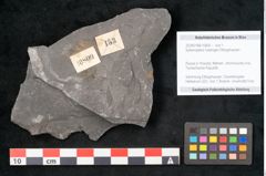 Foto (Objekt + Etikett) von Sphenopteris haidingeri Ettingshausen (NHMW-GEO-2024-0188-10809)
